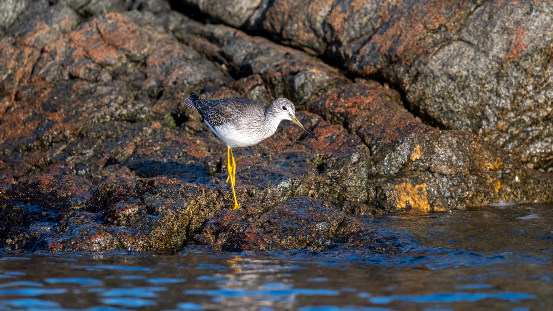 Shorebird on coastal rocks — Victoria, BC waterways