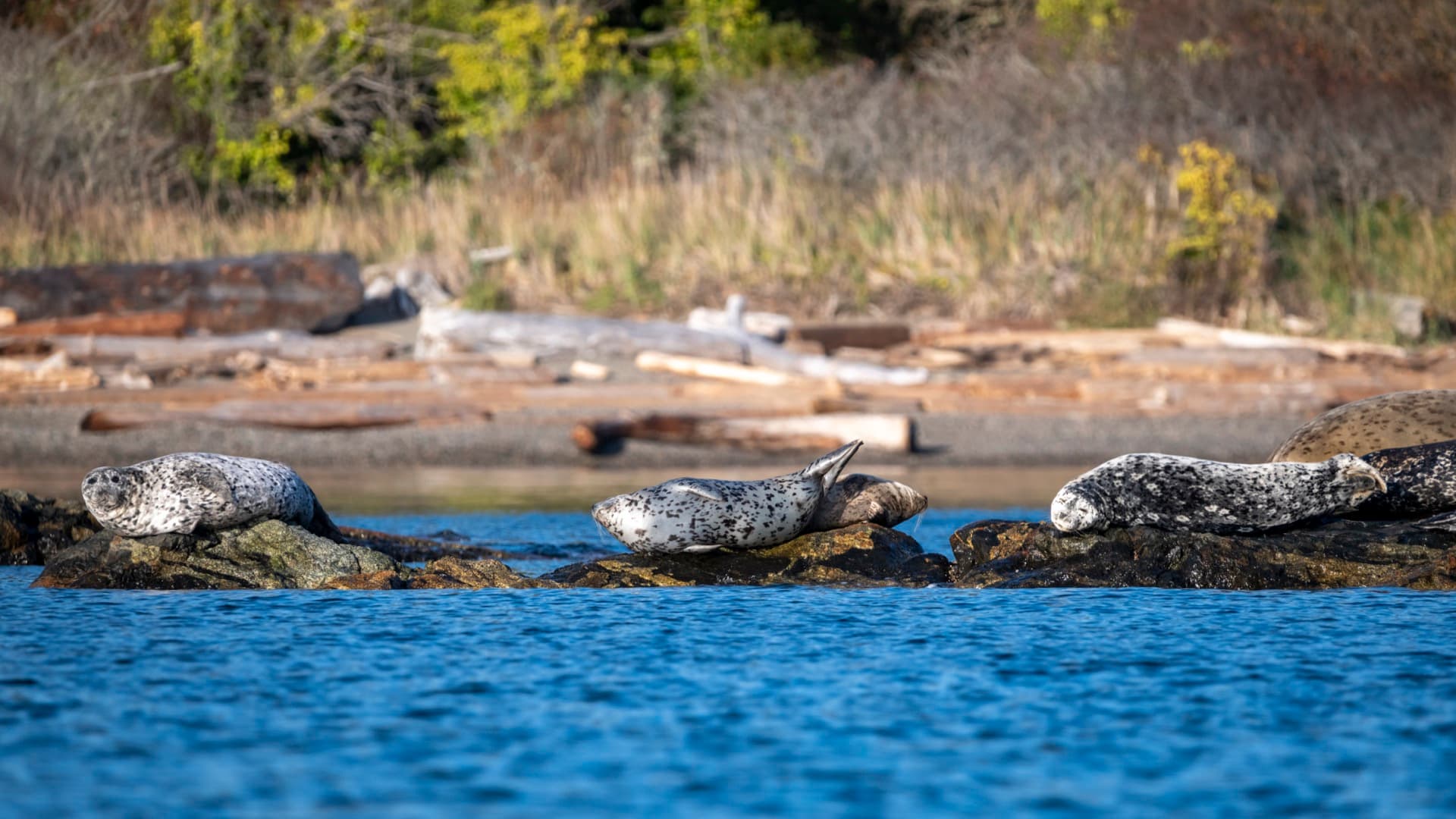 Seals lounging on rocks along the BC coastline